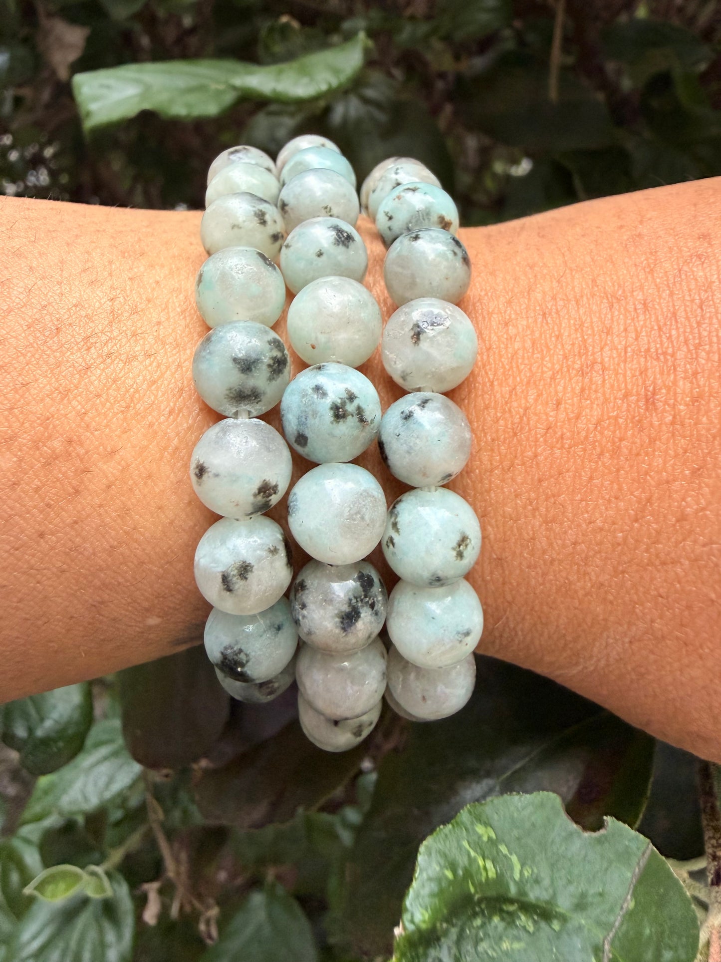 Kiwi Jasper
